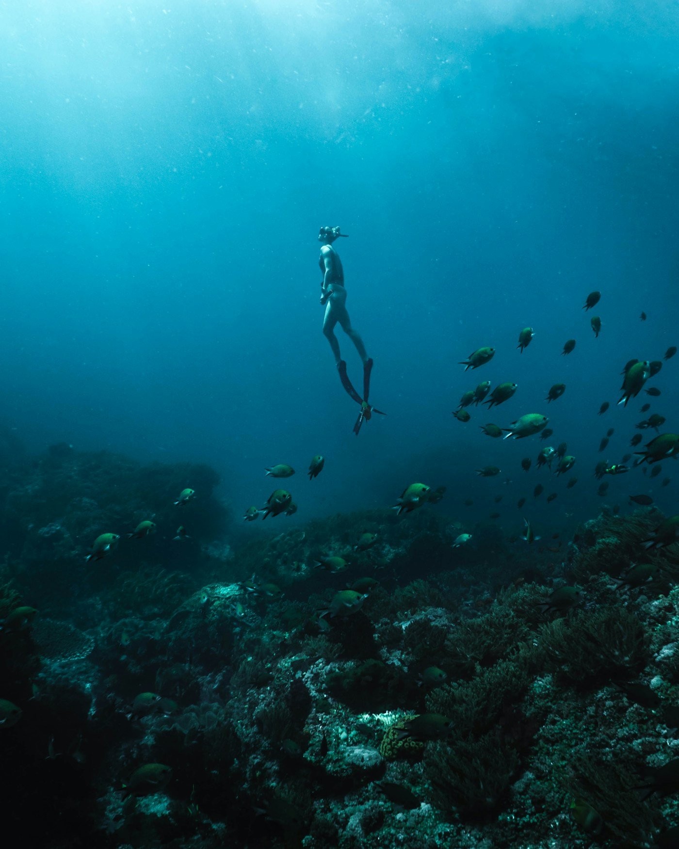A first-timer's guide to freediving Baja